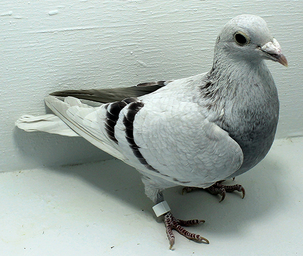 Band: 6913 IPB B 2025